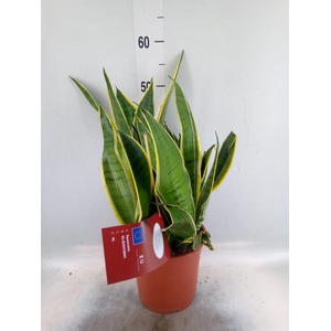 Sansevieria ...