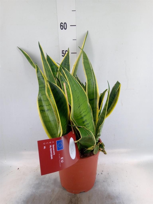 <h4>Sansevieria ...</h4>