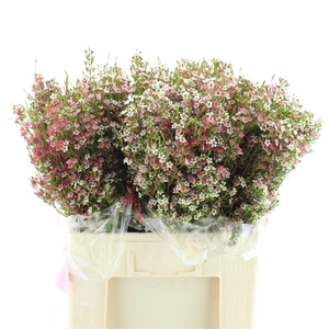 Chame Un My Sweet 16