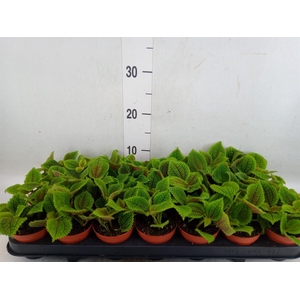 Pilea mollis 'Moon Valley'