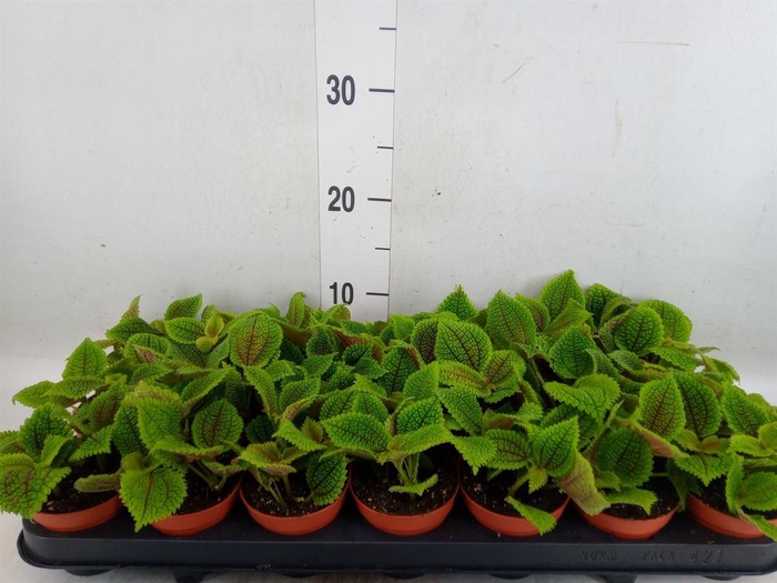 <h4>Pilea mollis 'Moon Valley'</h4>