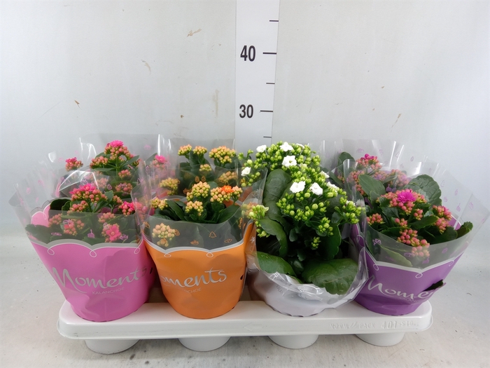 <h4>Kalanchoe blos.   ..rosebud mix  4</h4>