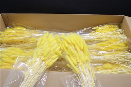 <h4>Lagurus Geel X30</h4>