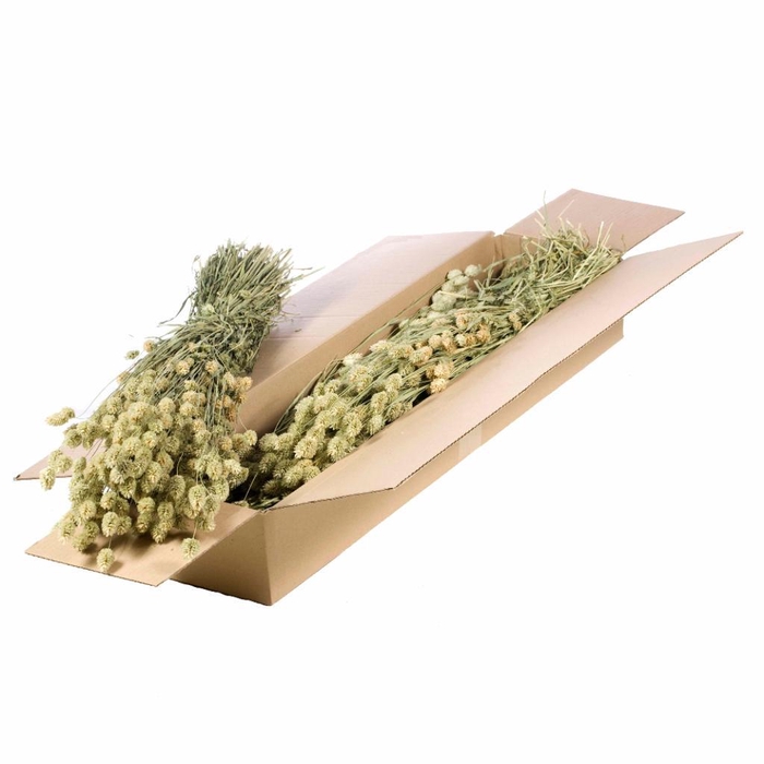 <h4>Phalaris Sb Natural Green</h4>