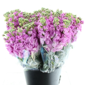 Matth Incana Iron Pink