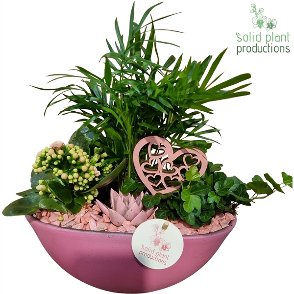 <h4>CE005 Eyleen Pink VM</h4>