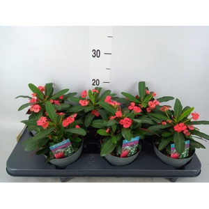 Euphorbia milii 'Maxi Olympia'