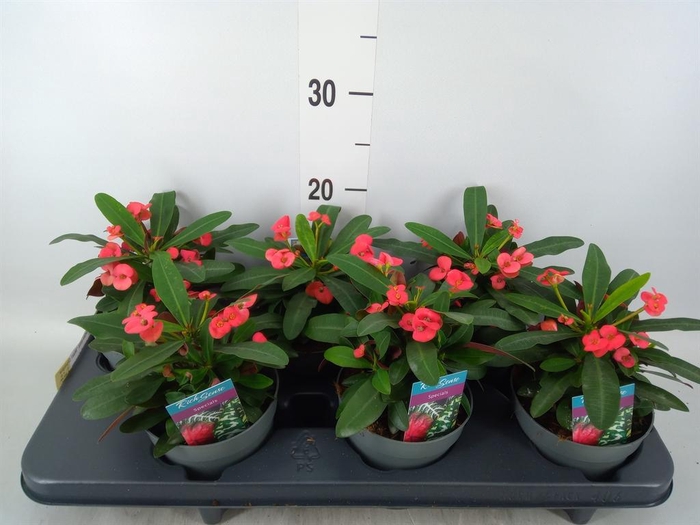 <h4>Euphorbia milii 'Maxi Olympia'</h4>