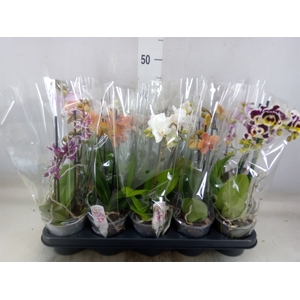 Phalaenopsis multi.   ...mix  4