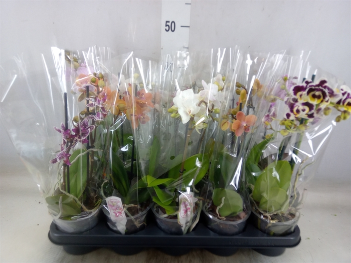 <h4>Phalaenopsis multi.   ...mix  4</h4>