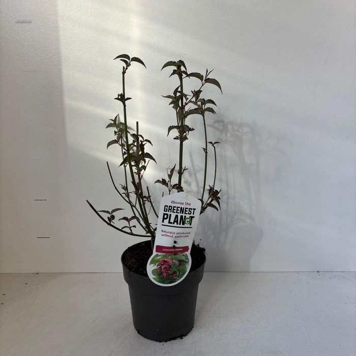 <h4>Leycesteria formosa</h4>
