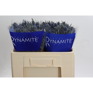 Eryngium Blue Dynamite