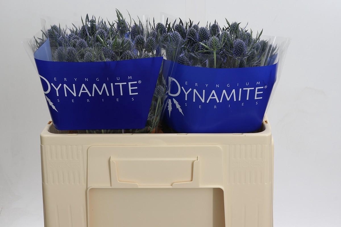 <h4>Eryngium Blue Dynamite</h4>