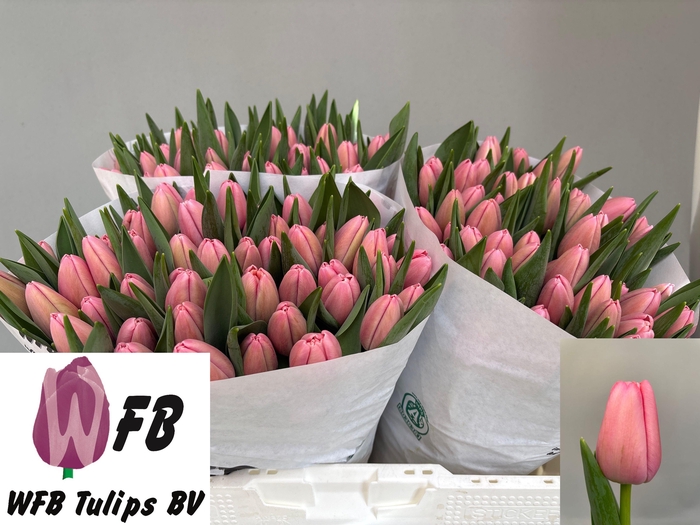 <h4>TU EN TRESOR</h4>