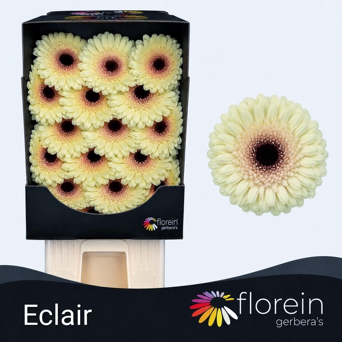 <h4>Gerbera Eclair Diamond</h4>