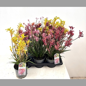 ANIGOZA BUSH PEARL
