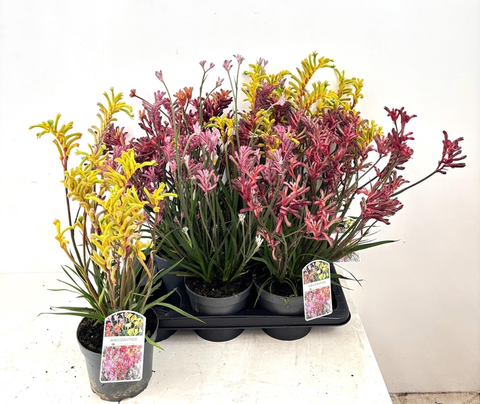 <h4>ANIGOZA BUSH PEARL</h4>