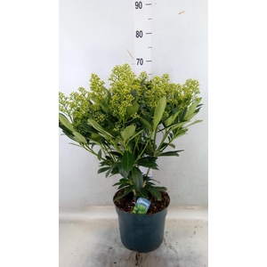 Skimmia jap. 'Finchy'