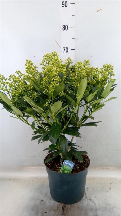 <h4>Skimmia jap. 'Finchy'</h4>