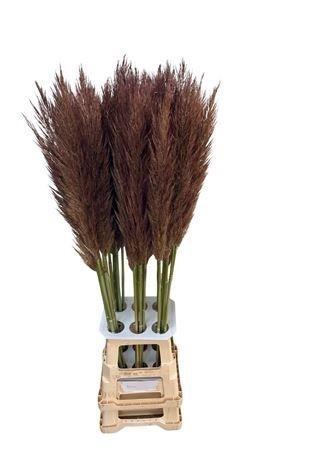 <h4>SNIJBLOEMEN KLB H%</h4>