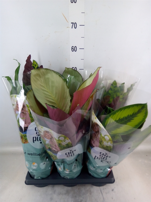 <h4>Calathea   ...mix</h4>