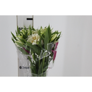ALSTROEMERIA WHISTLER 080 CM