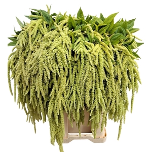 Amar Ca Viridis