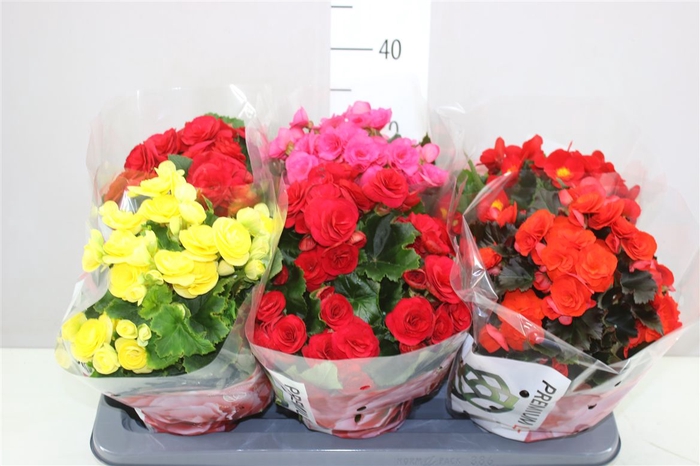 <h4>Begonia Du Gemengd</h4>