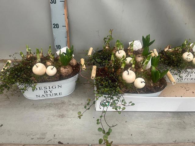 <h4>ARR BOL KNOLGEWAS</h4>