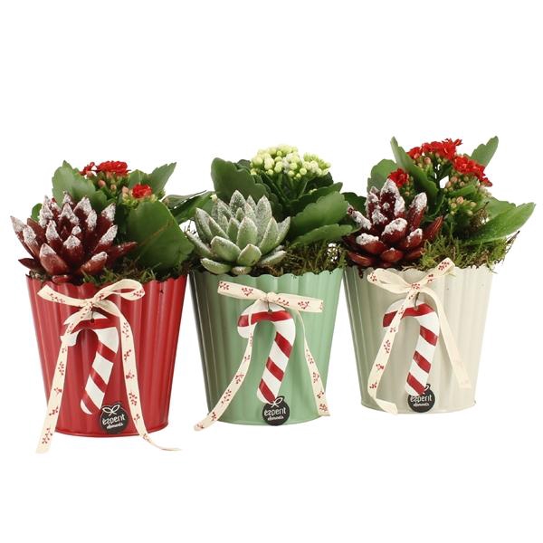 <h4>61818: X-mas arrangement</h4>