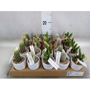 Cactus   ...