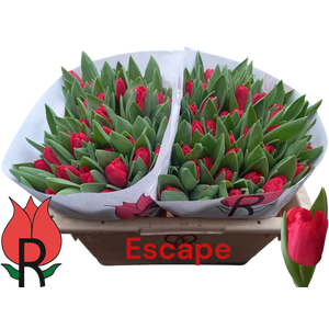 TU EN ESCAPE