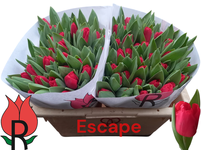 <h4>TU EN ESCAPE</h4>