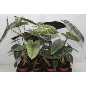 ALOCASIA P12