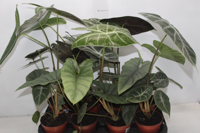 <h4>ALOCASIA P12</h4>