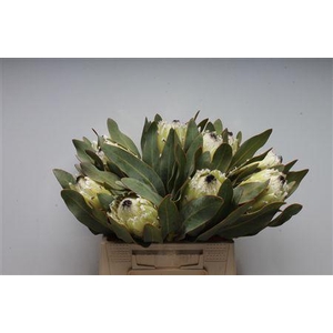 Protea Barb Polar Princes