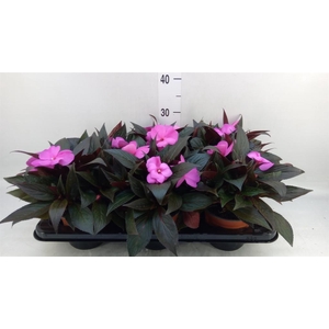 Impatiens NG 'Colorpower Violet'