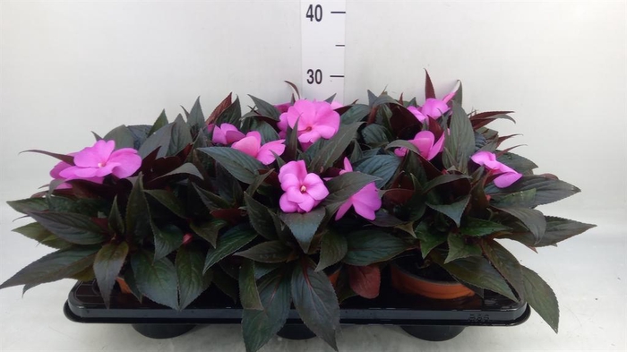 <h4>Impatiens NG 'Colorpower Violet'</h4>