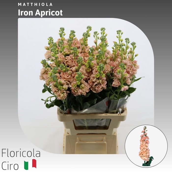 <h4>Matthiola Iron Apricot</h4>