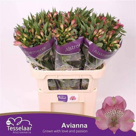 <h4>Alstroemeria Avianna</h4>