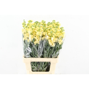 MATTHIOLA IRON YELLOW