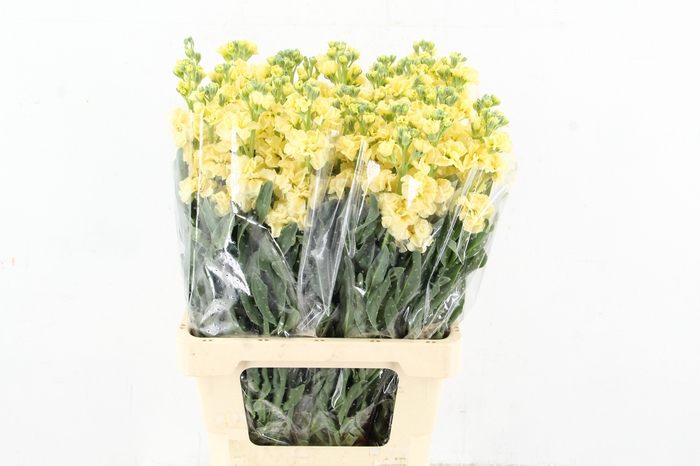 <h4>MATTHIOLA IRON YELLOW</h4>
