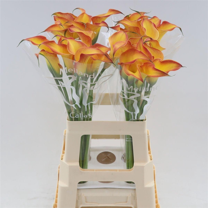 <h4>Calla Morning Sun</h4>