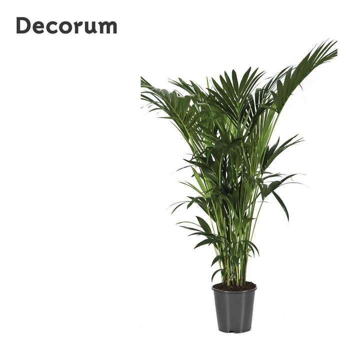 <h4>HOWEA FORSTERIANA</h4>