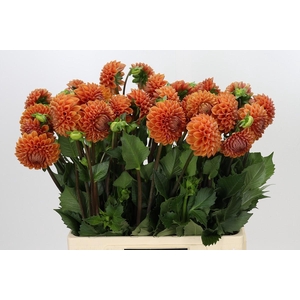 Dahlia Cornel Bronze