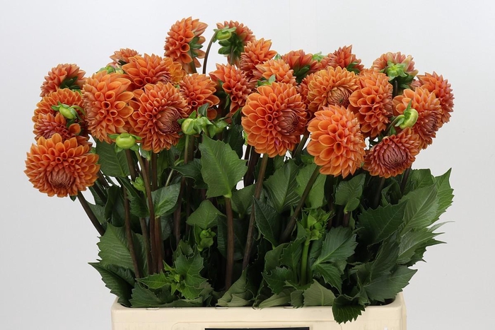 <h4>Dahlia Cornel Bronze</h4>