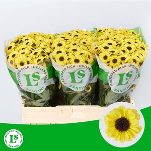CHR S PATRESE SUNNY