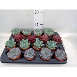 Echeveria   ...mix