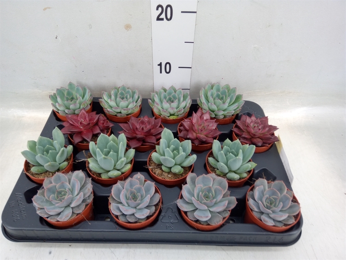 <h4>Echeveria   ...mix</h4>