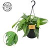Epipremnum pinnatum 'Cebu Blue' hangpot